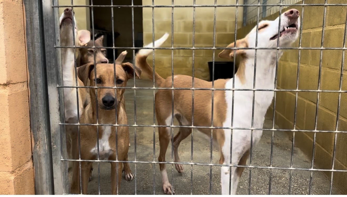 Evento San Valentín Protectora de Málaga